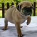 mops2.jpg